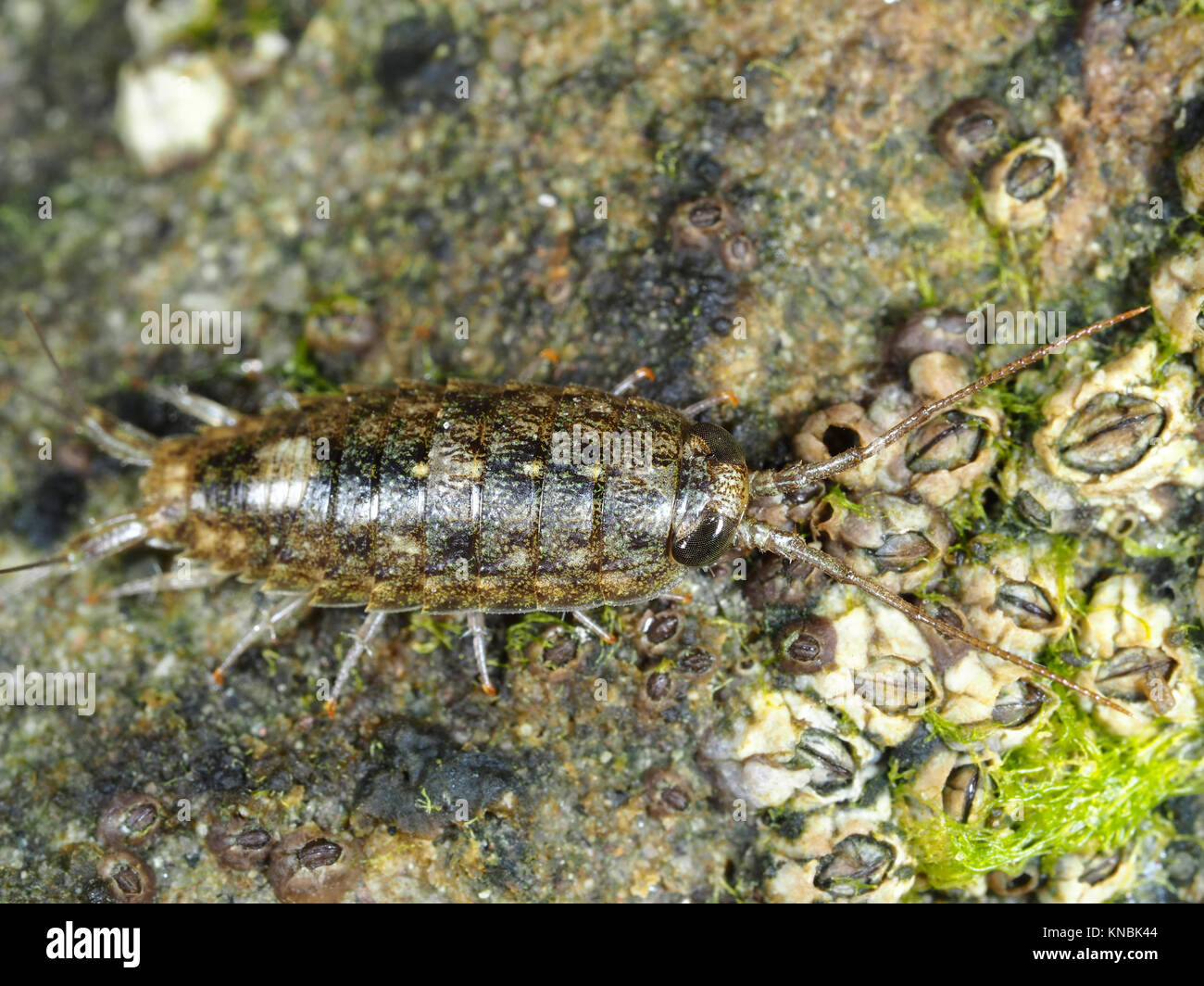 Ligia occidentalis (known as sea slater and rock louse) among barnacles on a rock on a Pacific ocean beach in Southern California Stock Photo