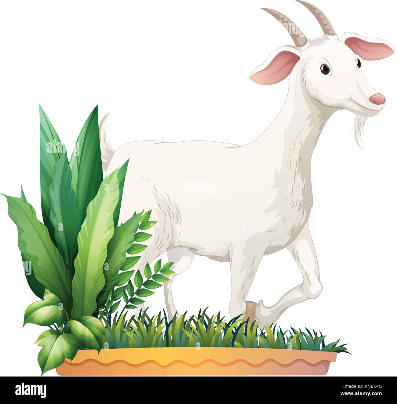 Four Horn Goat Stock Photos &amp; Four Horn Goat Stock Images - Alamy