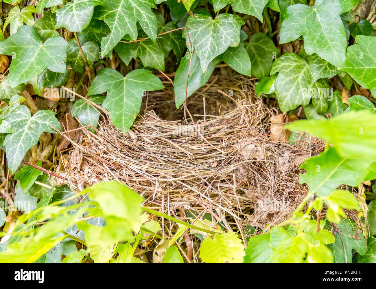 birds nest closeup surrounded by green leaves Stock Photo - Alamy