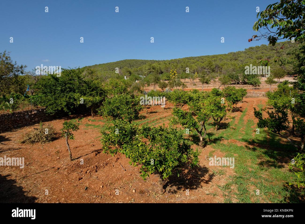 Viña de cepa baja (low body vineyards), Ets Amunts, Ibiza, Balearic Islands, Spain. Stock Photo