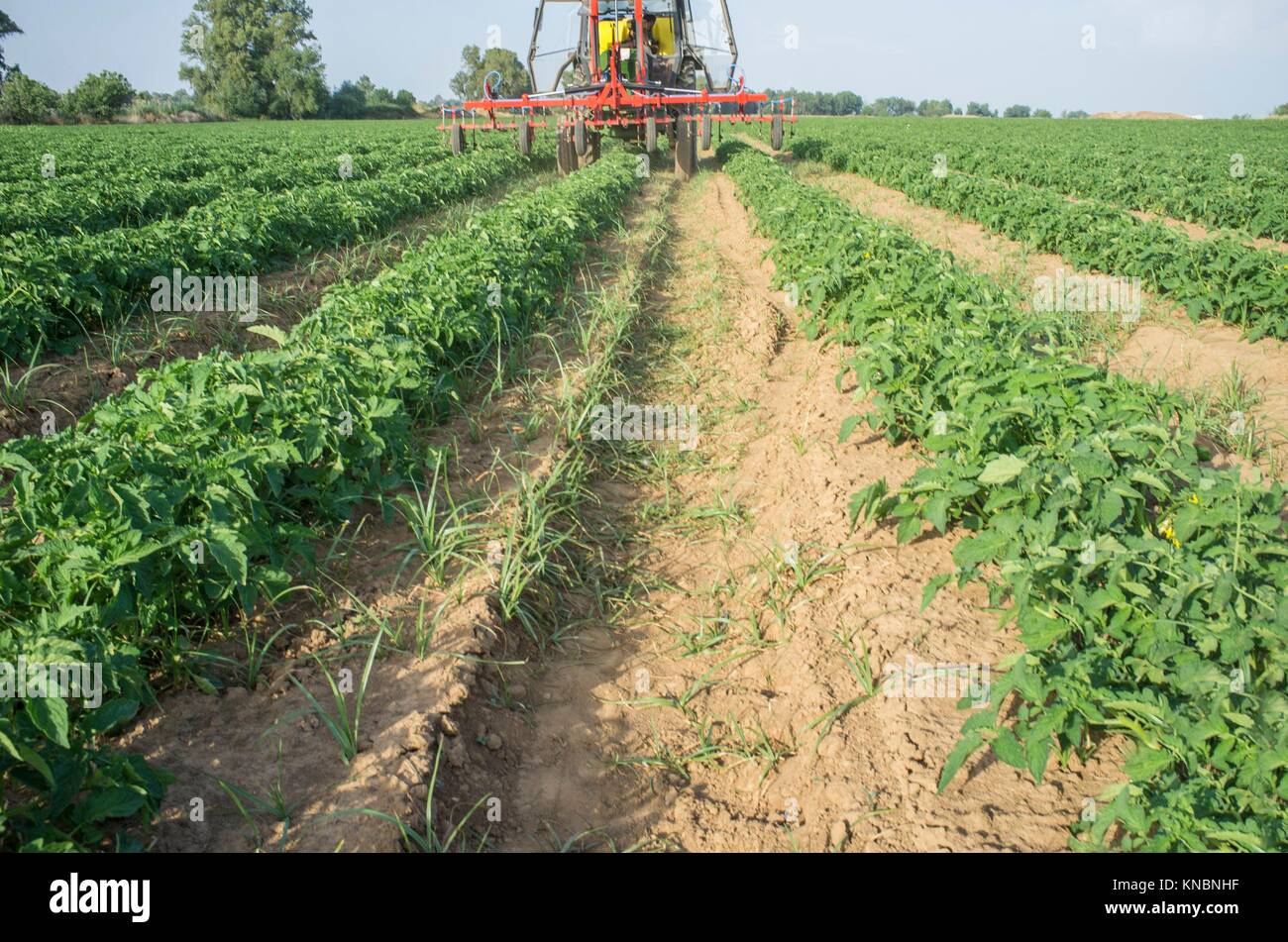 Tractor spraying pesticides over young tomato plants. Extremadura, Spain. Stock Photo
