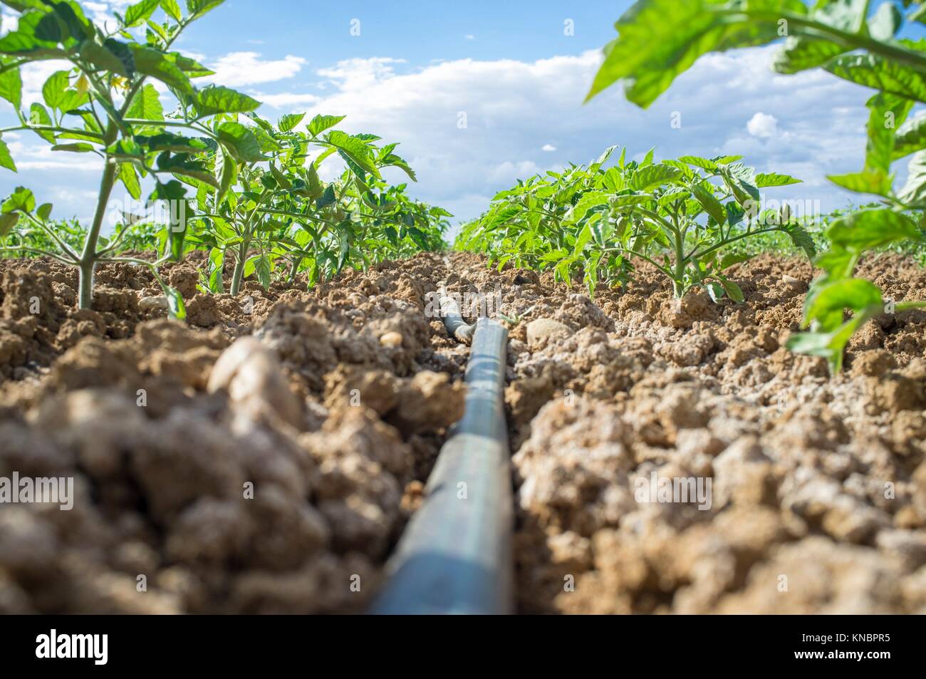 Young tomato plant growing with drip irrigation system. Ground level view. Stock Photo