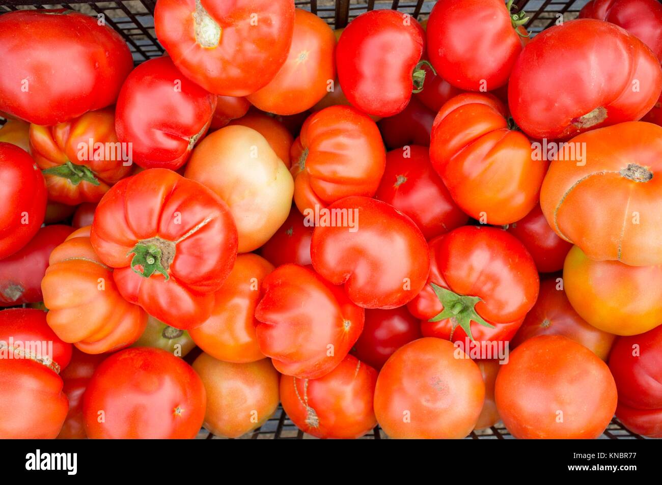 Boxes full of tomatoes just collected at local farm. Sustainable agriculture production. Stock Photo