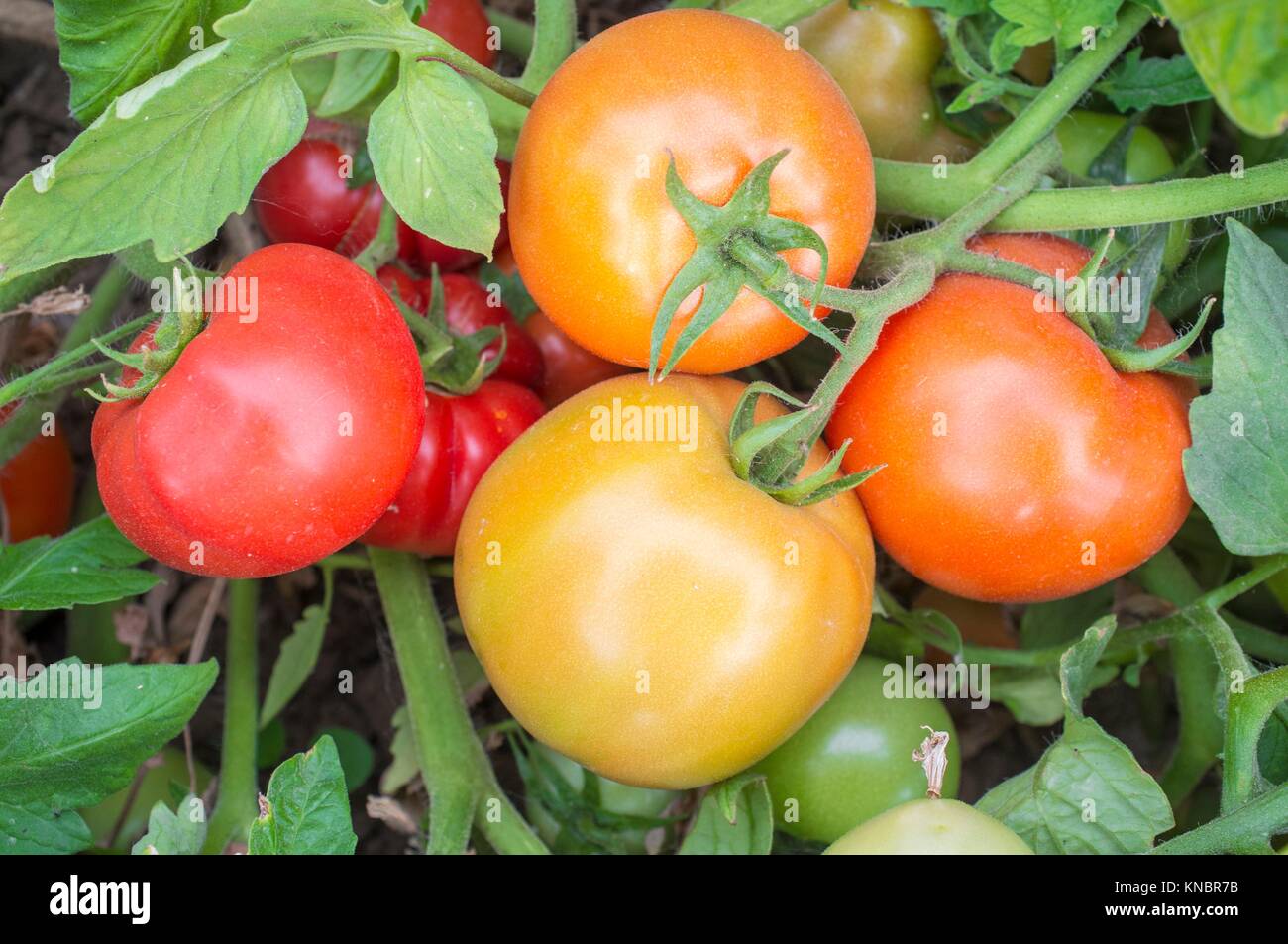 Tomatoes on plant at local farm with different maturation stage. Sustainable agriculture production. Stock Photo