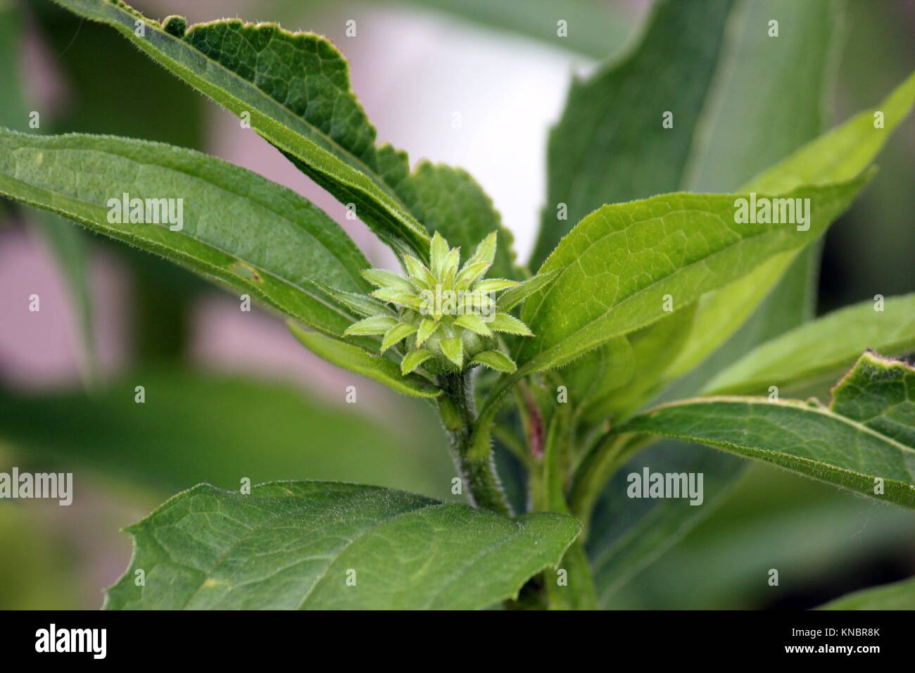 Coneflower Bud High Resolution Stock Photography And Images Alamy