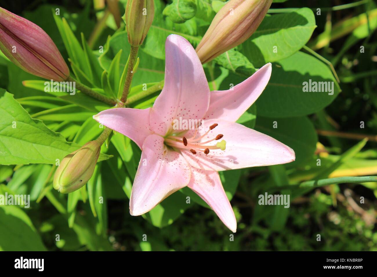 A light pink Asiatic Lily in full bloom with four flower buds behind it