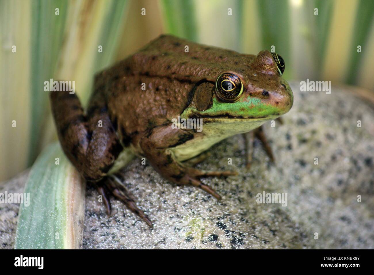 Close up of an American Bullfrog, Lithobates catesbeianus, sitting on a rock using a bokeh effect. Stock Photo