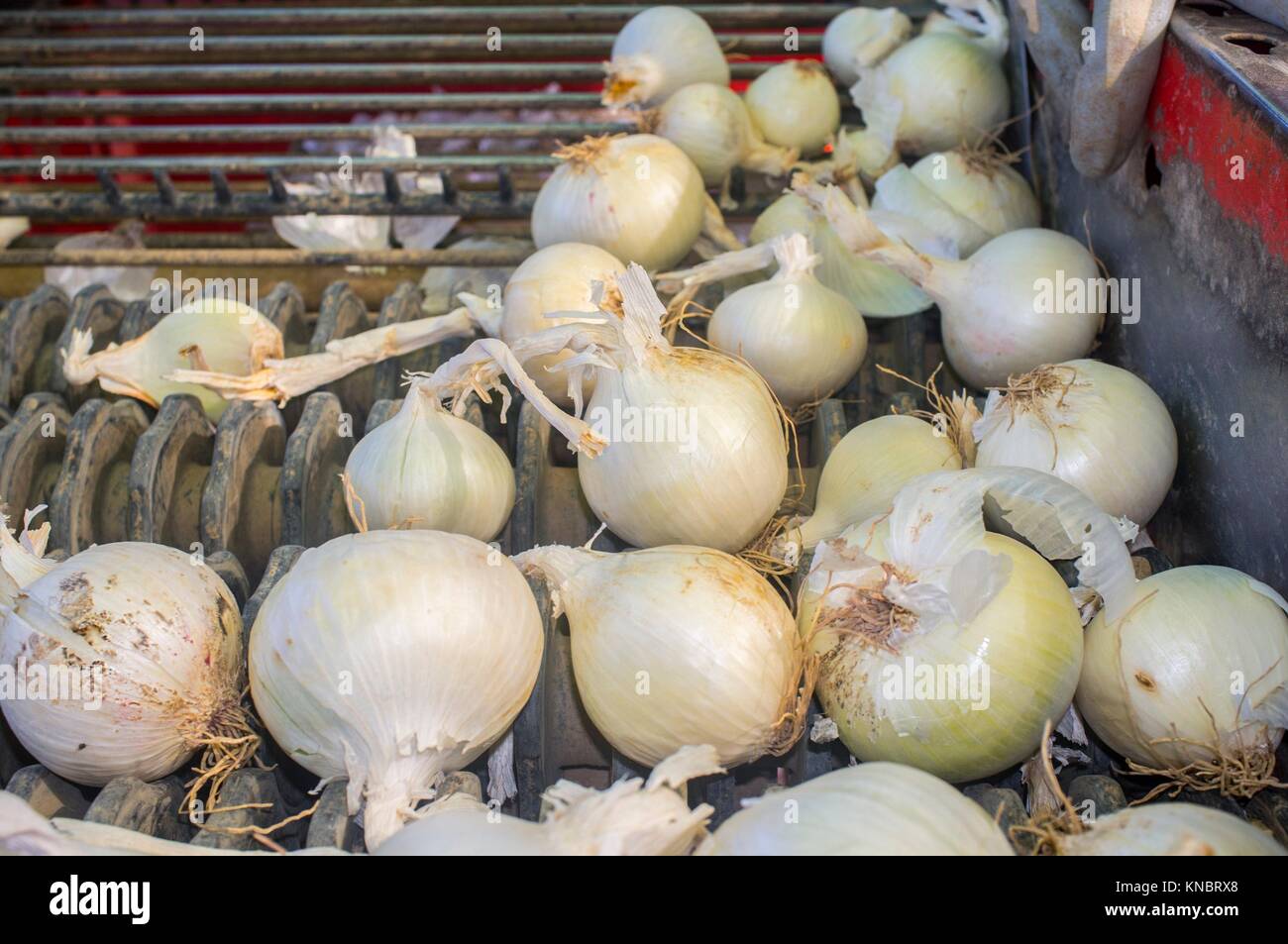 Onion harvester at work. Workers removing rotten onions and clods from conveyor belt platform. Badajoz, Spain. Stock Photo