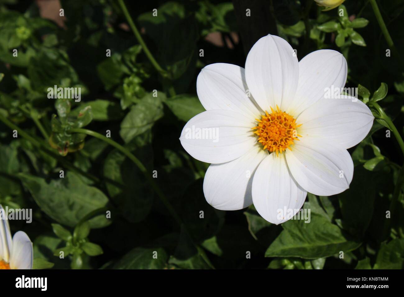 A white LuLu Island Mom Dahlia flower in full bloom Stock Photo - Alamy