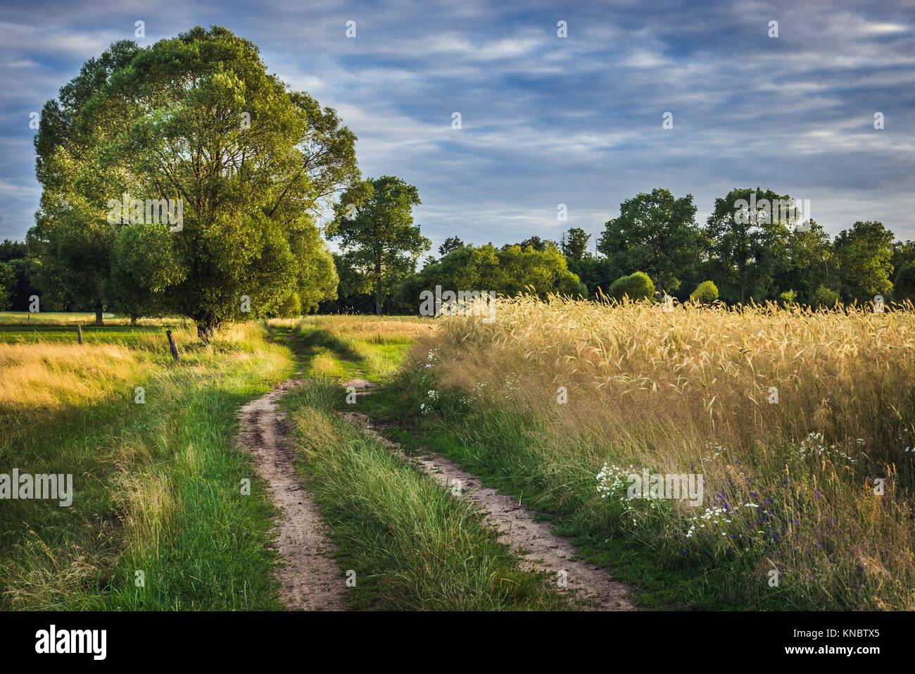 Country road among fields in Masovian Voivodeship, Poland. Stock Photo