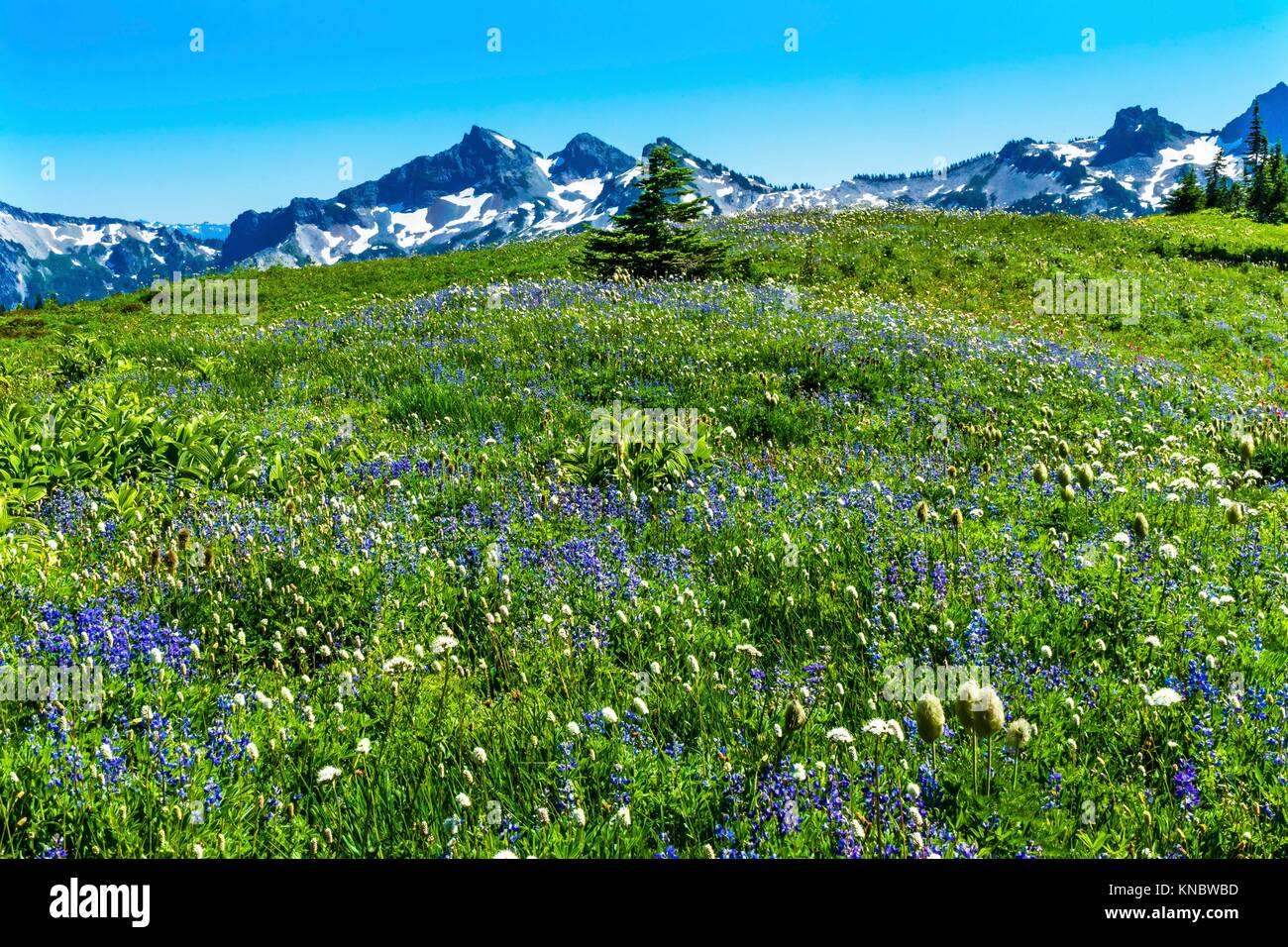 American Bistort Lupine Wildflowers Tatoosh Range Snow Mountains Paradise Mount Rainier National Park Washington Snow Mountain. Stock Photo
