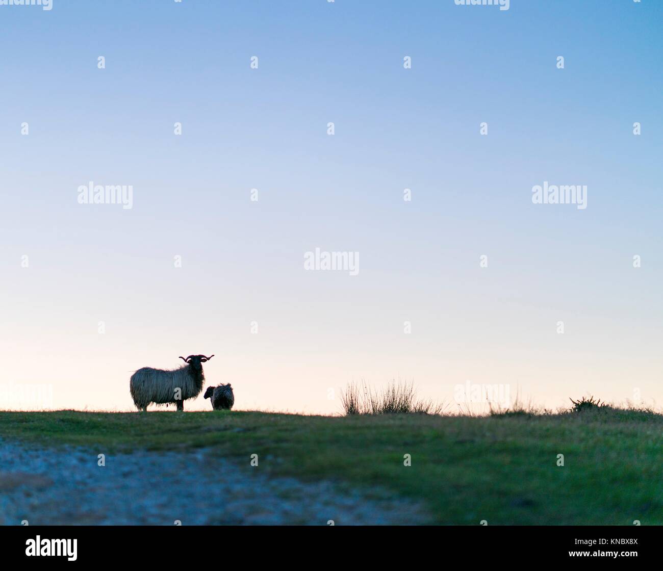 Sheep at sunset, MOC Montaña Oriental Costera, NATURA 2000, Cantabria, Spain, Europe. Stock Photo