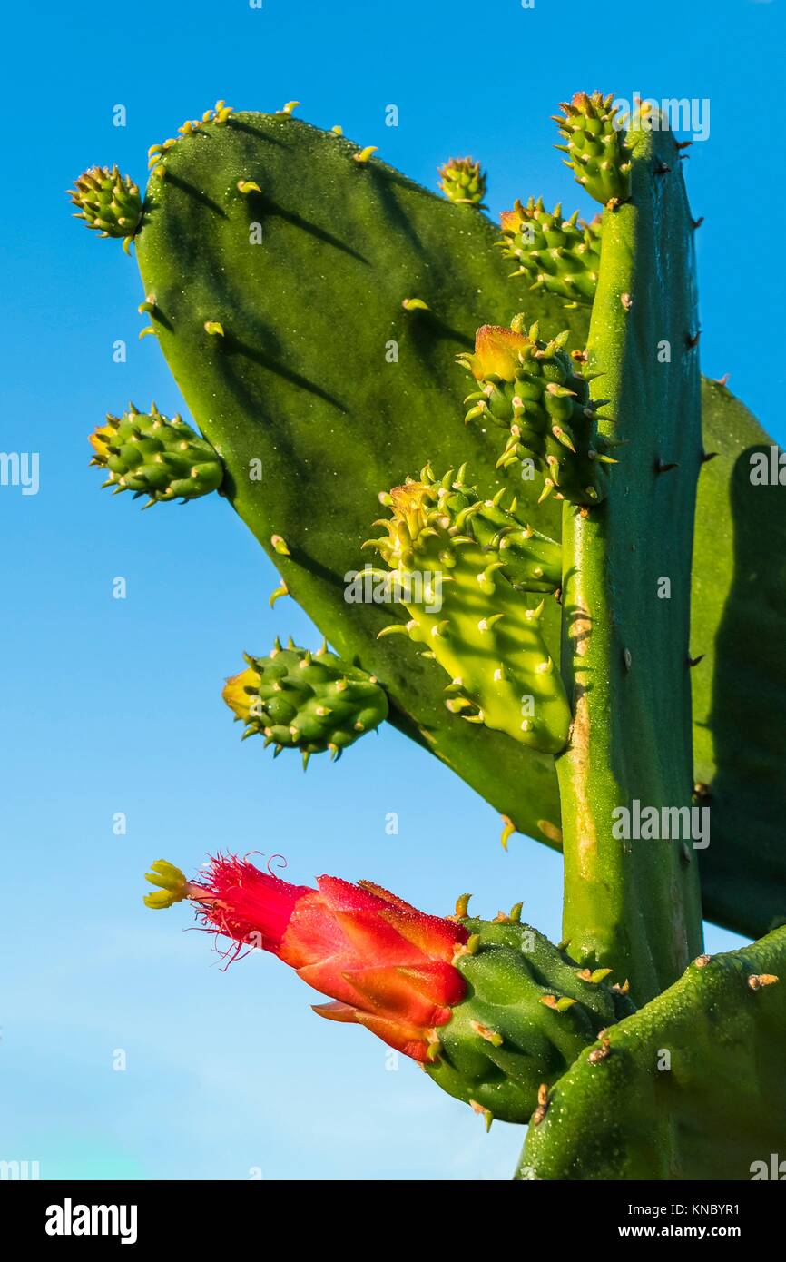 Cactus blooming. Stock Photo