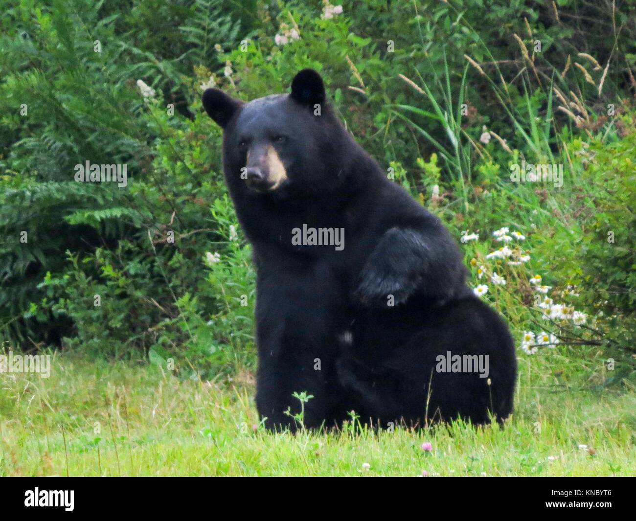 Black Bear (Ursus Americanus) Stock Photo