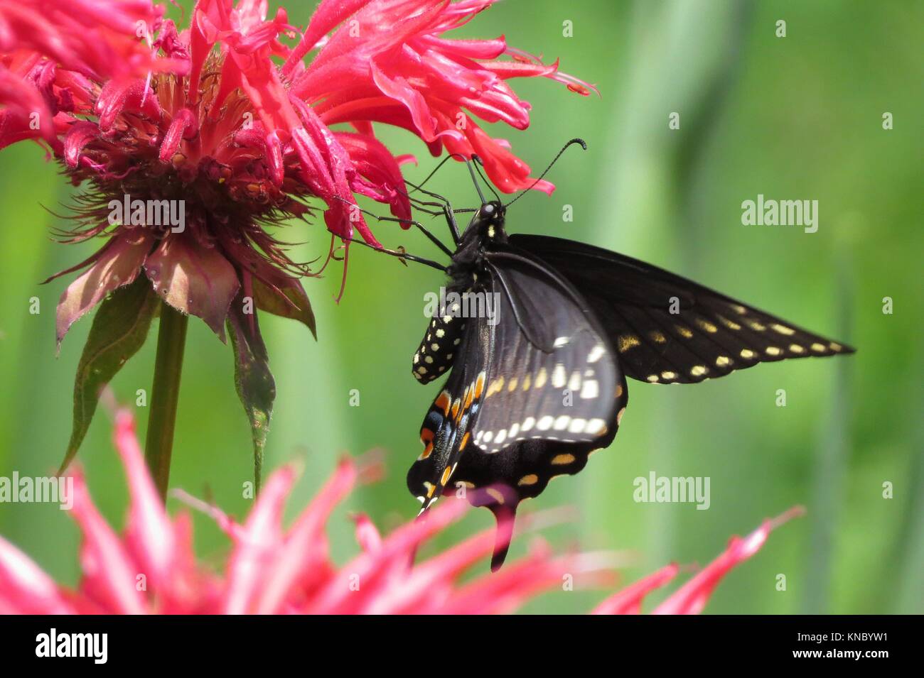Eastern black swallowtail Stock Photo
