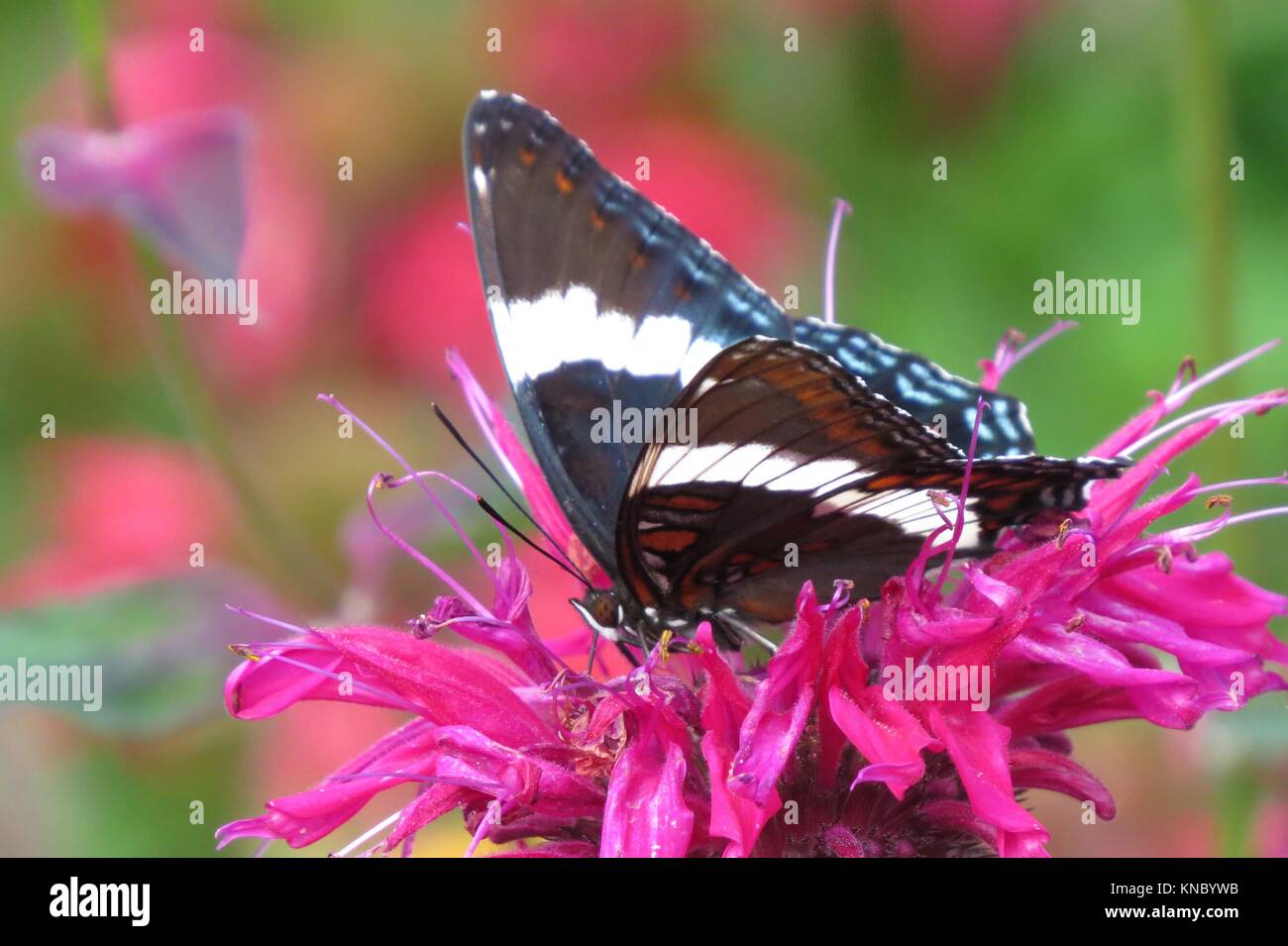 White Admiral Butterfly on bee balm Stock Photo
