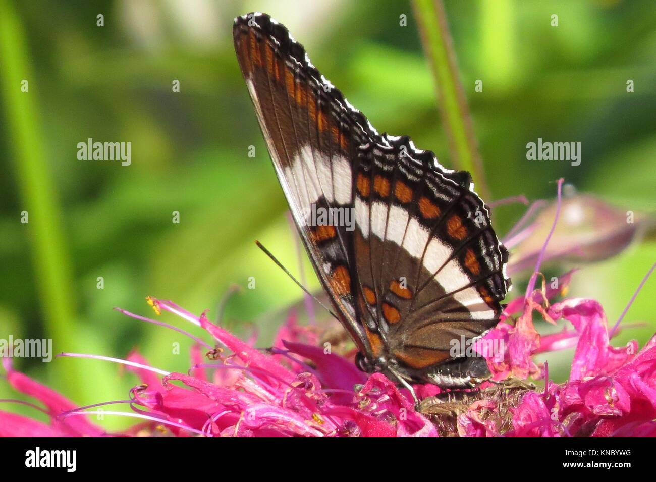White Admiral Butterfly on bee balm Stock Photo