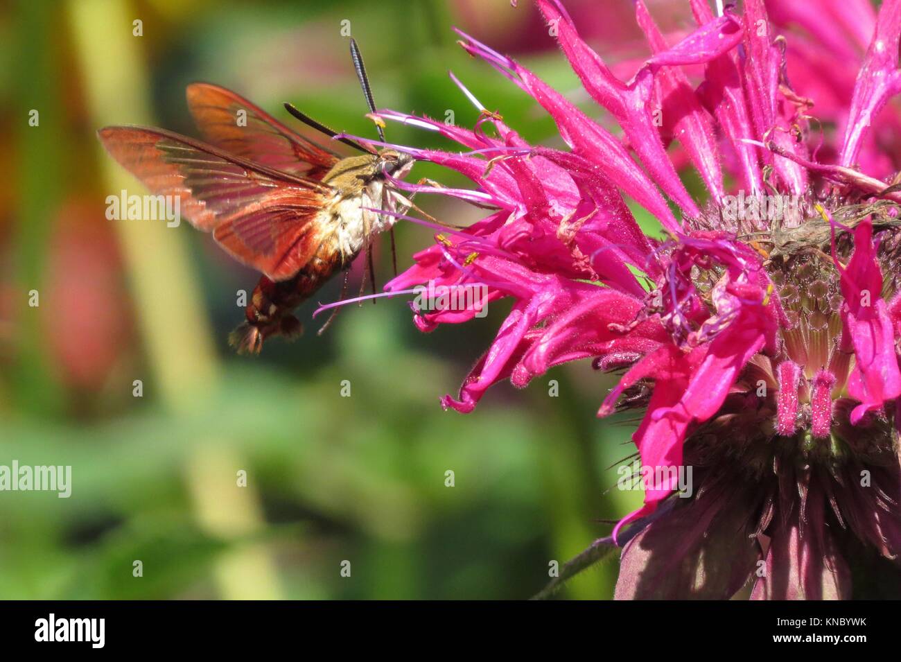 clearwing hummingbird moth Stock Photo