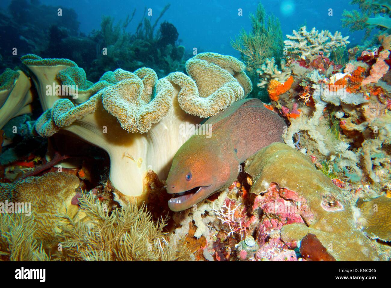 Moray Eel (Gymnothorax javanicus) looking out of his hole, Raja Ampat