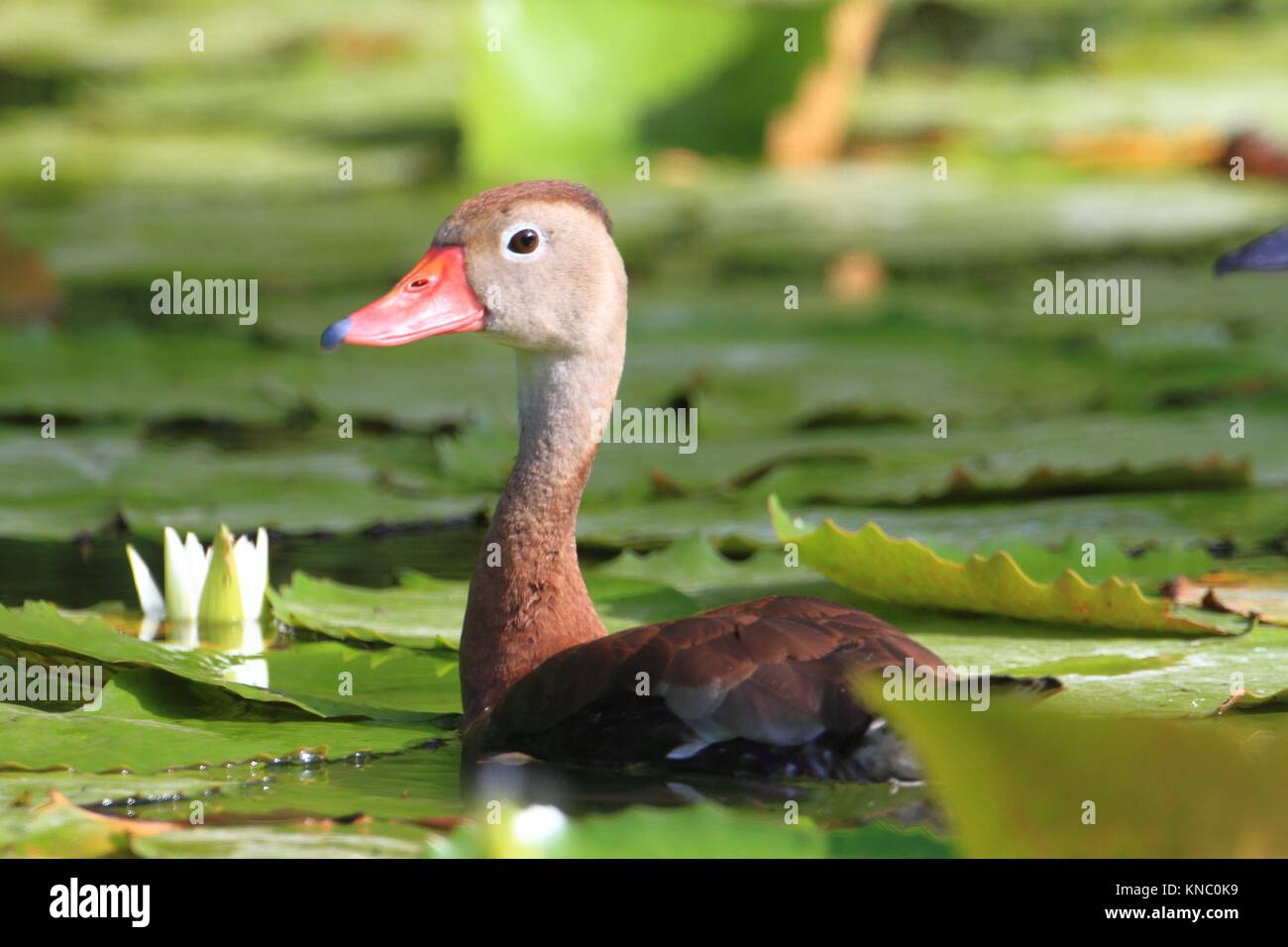 Pijije hi-res stock photography and images - Alamy
