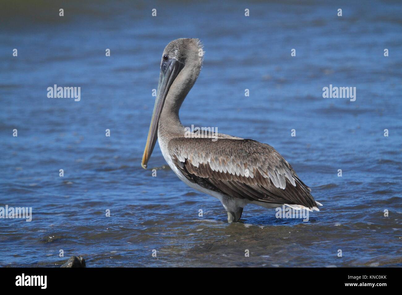 Un Pelícano Pardo, Pelecanus occidentalis, en la costa de Costa Rica ...