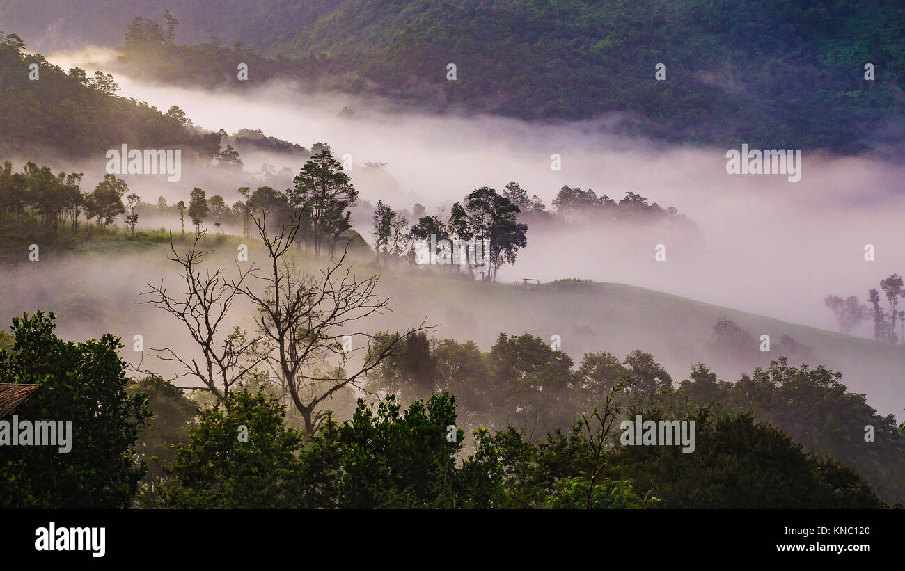 trees on mountain with beautiful sea of fog in the morning Stock Photo ...