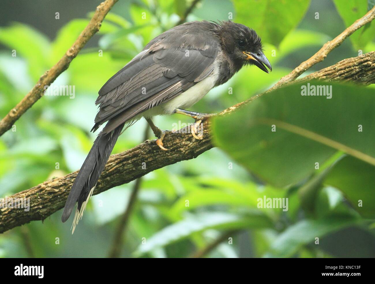 Urraca Parda, (Psilorhinus morio) en la reserva en San Isidro del