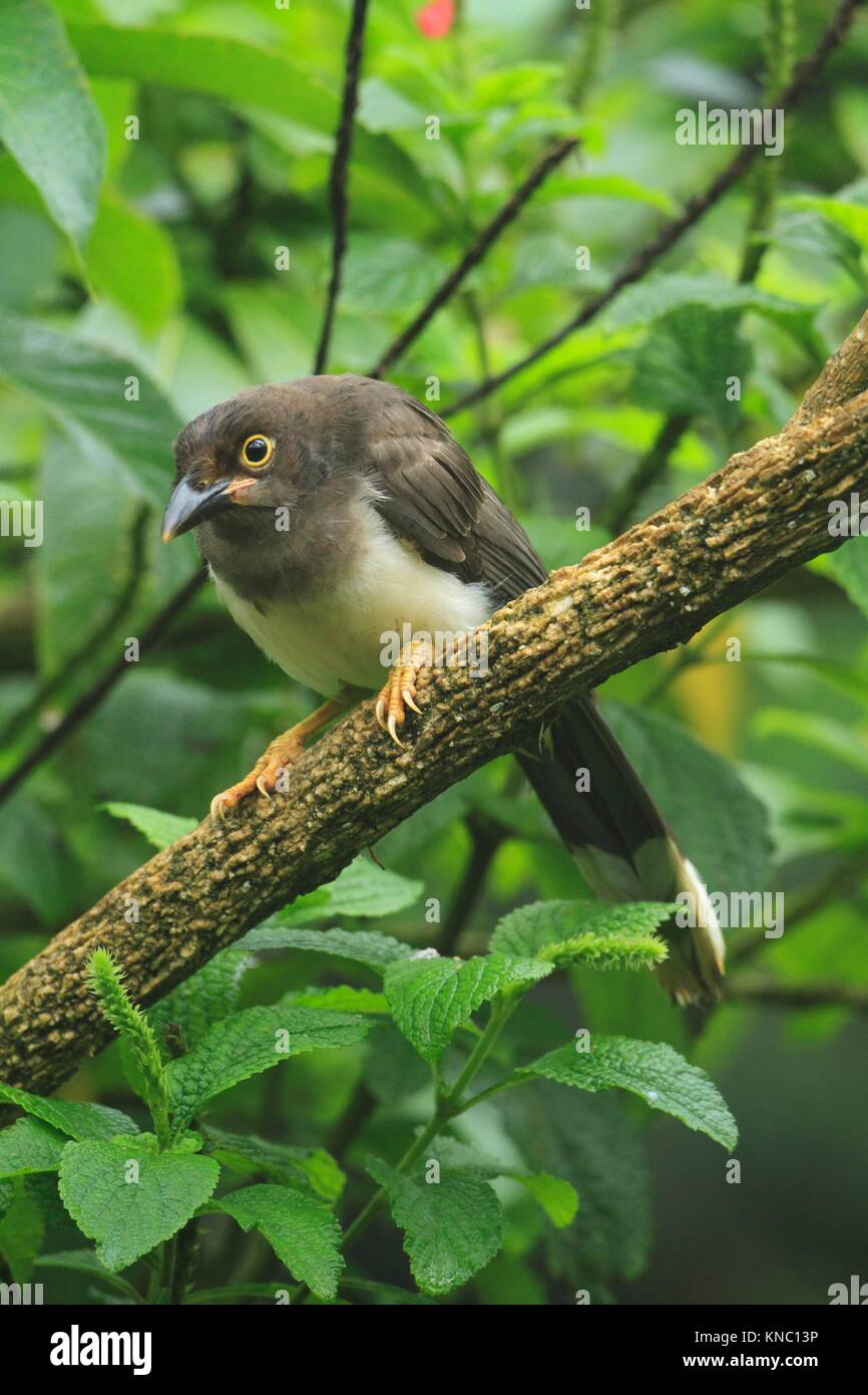 Urraca Parda, (Psilorhinus morio) en la reserva en San Isidro del