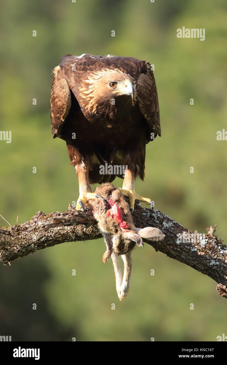 Águila Real (Aquila chrysaetos) en Extremadura, Spain Stock Photo - Alamy