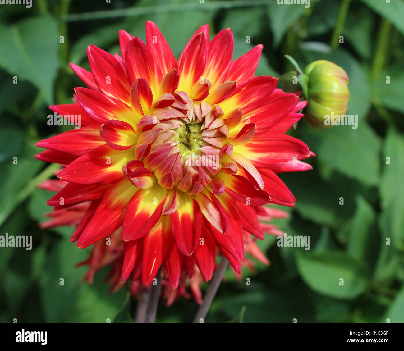 The striking variegated flower of a bicoloured Dahlia plant, growing
