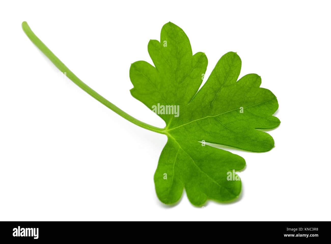 Fresh parsley leaf  isolated on white background Stock Photo