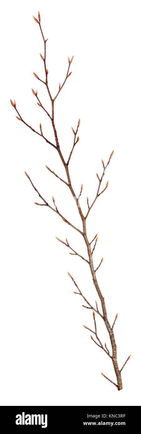 dry beech branch isolated on white Stock Photo