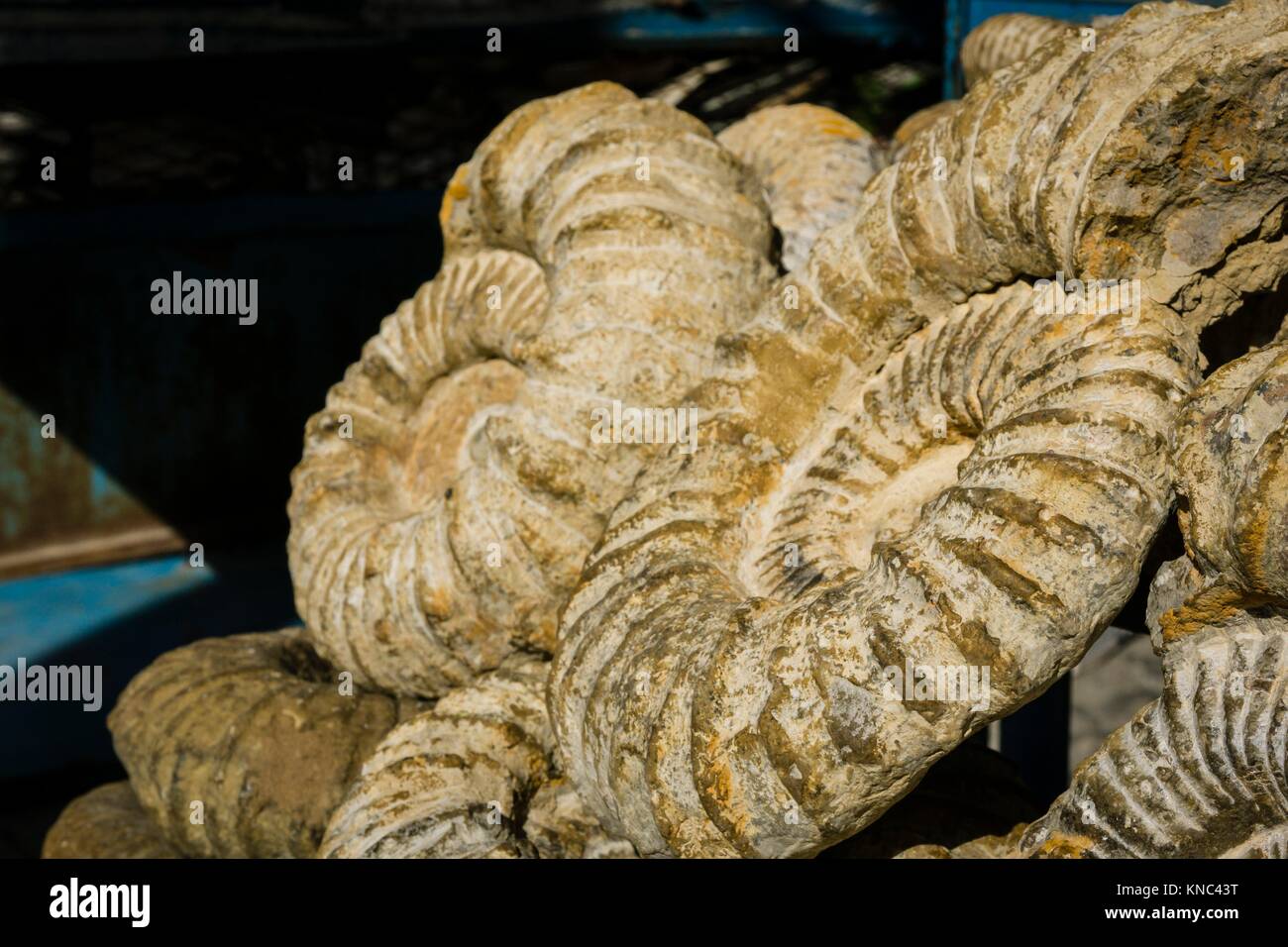 fossils for sale in the souk, Chefchauen (Chauen), Morocco, Northern
