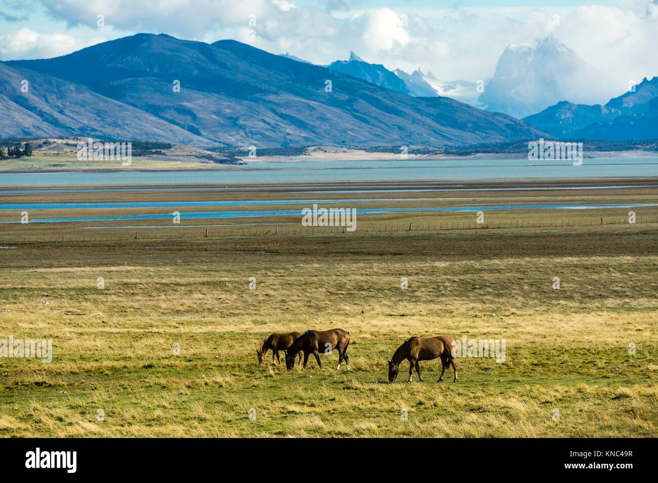Horses in the Pampas near lago Roca, Patagonia, Argentina Stock Photo