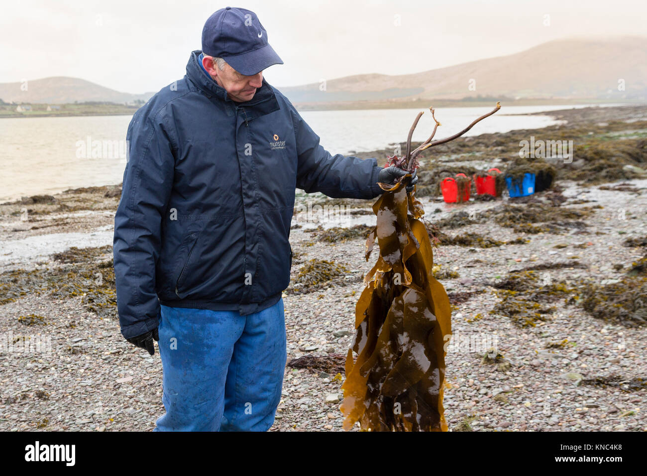 Foraging seaweed, Valentia Island County Kerry, Ireland Stock Photo