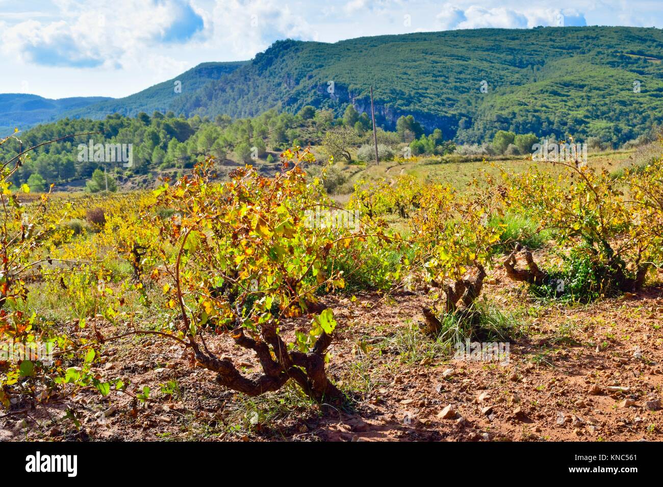 Vineyards. Alt Penedès, Barcelona province, Catalonia, Spain. Stock Photo