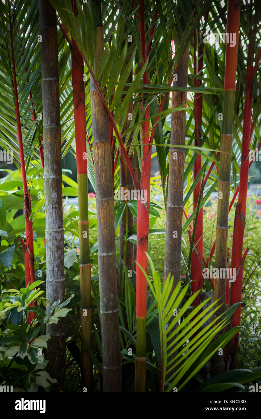 beautiful red lipstick palm tree decorated in home garden Stock Photo