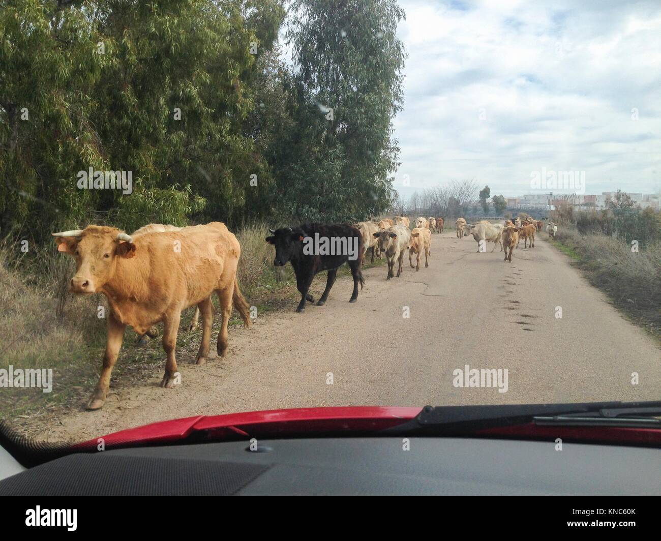 Driving slowly with animals at local road. Cows crossing. View from the inside of the car. Stock Photo