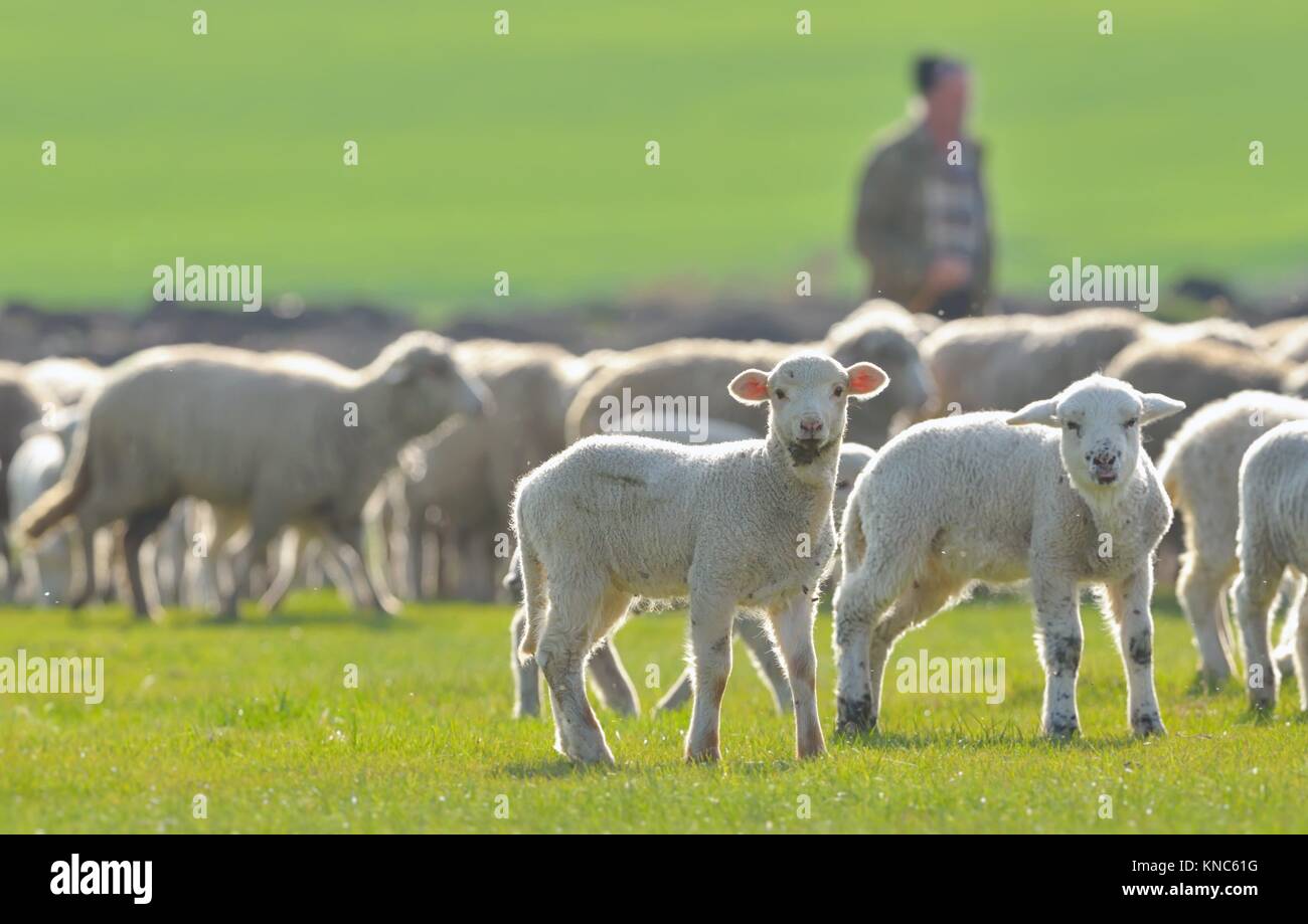 Sheep and lambs in spring field Stock Photo - Alamy