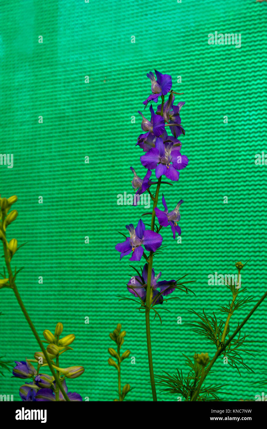Bunch of violet and yellow flowers catured against green screen Stock