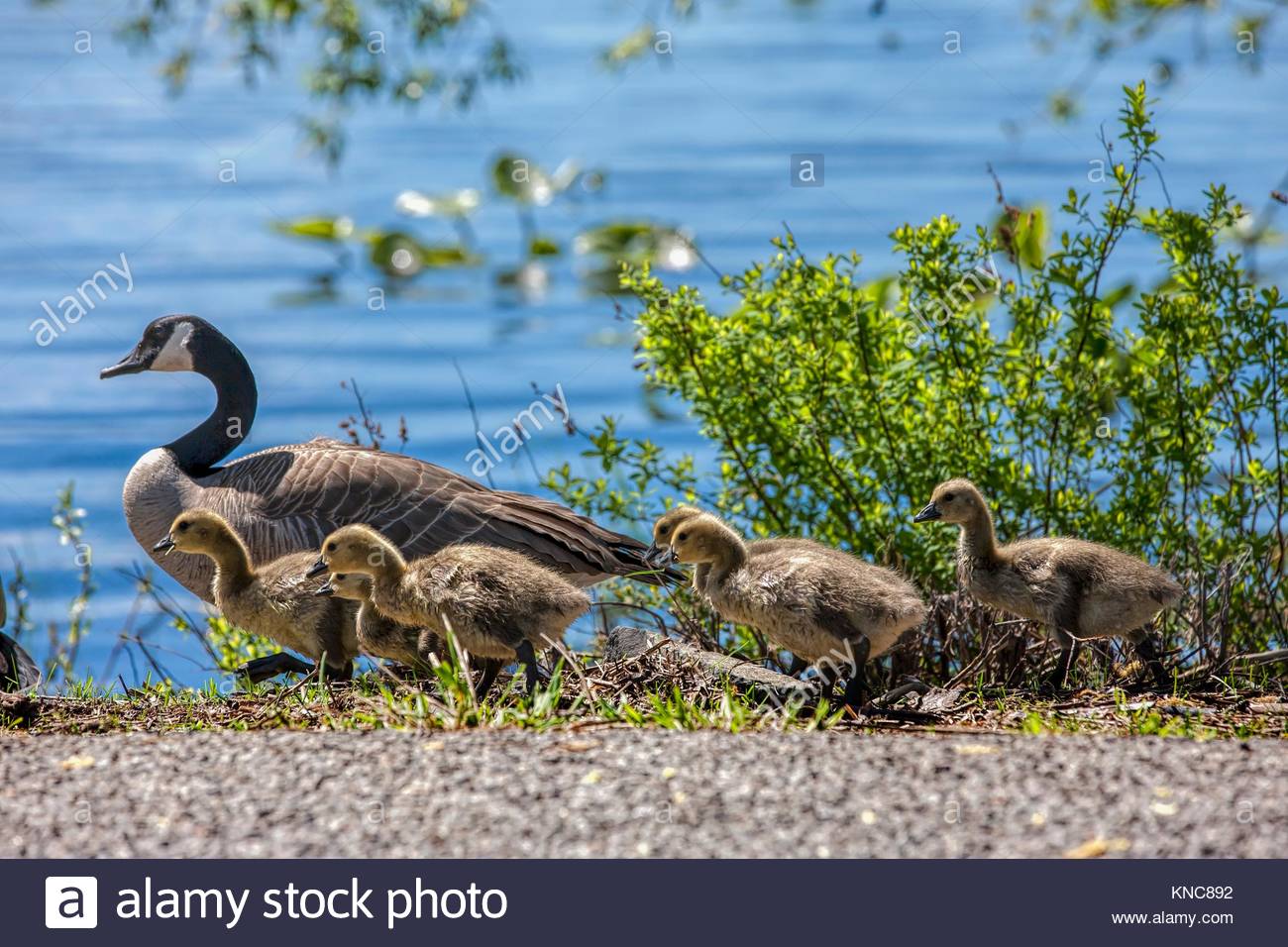 canada goose natur canada goose natur