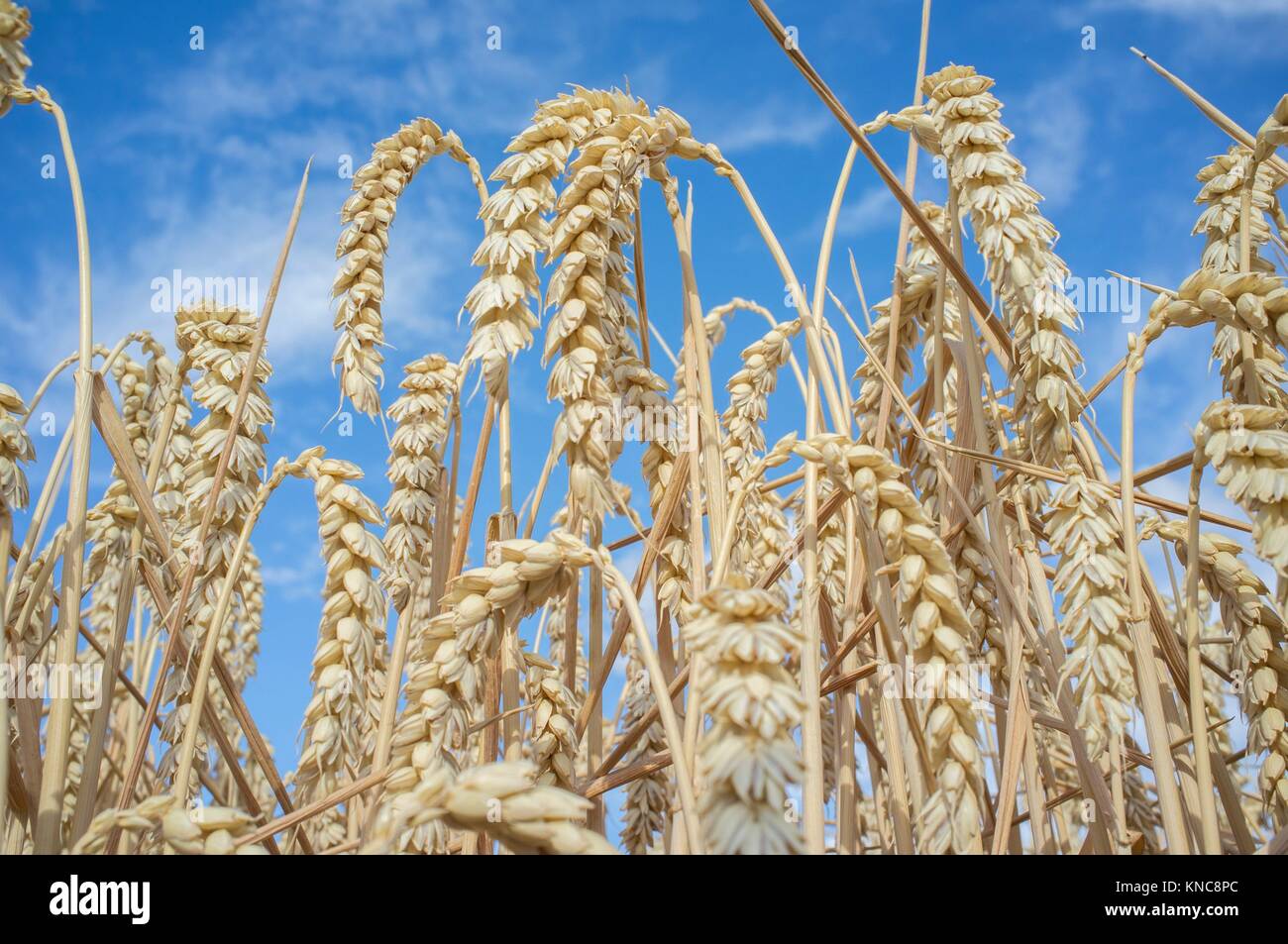 Wheat ears full of grains at cereal field over blue sky. Low angle view. Stock Photo