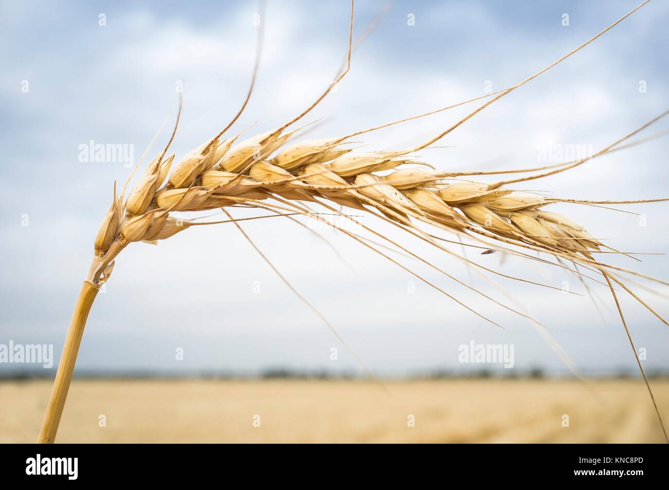 One grain ear at wheat field over white cloudy sky. Closeup. Stock Photo