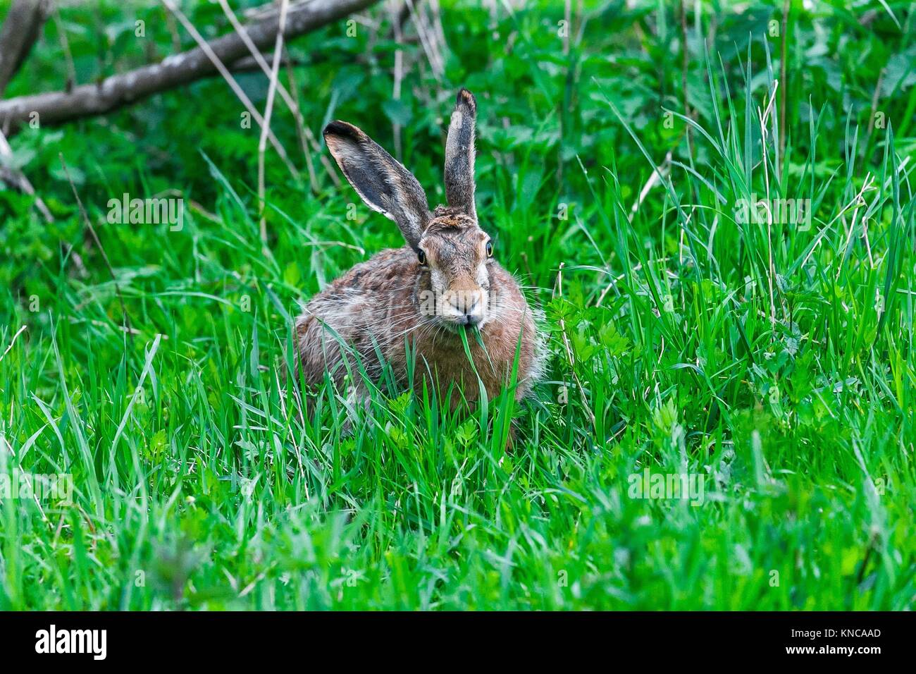 European Hare Feeding on Grass in a Spring Day. Stock Photo