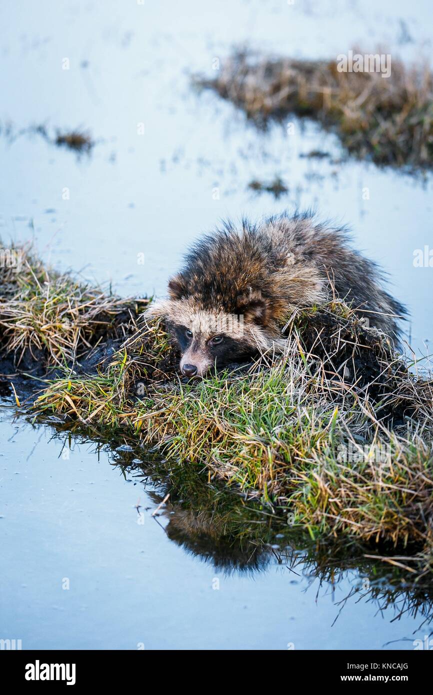 Raccoon Dog (Nyctereutes procyonoides) is.Swimming in the swamp and sitting on a hummock. Stock Photo