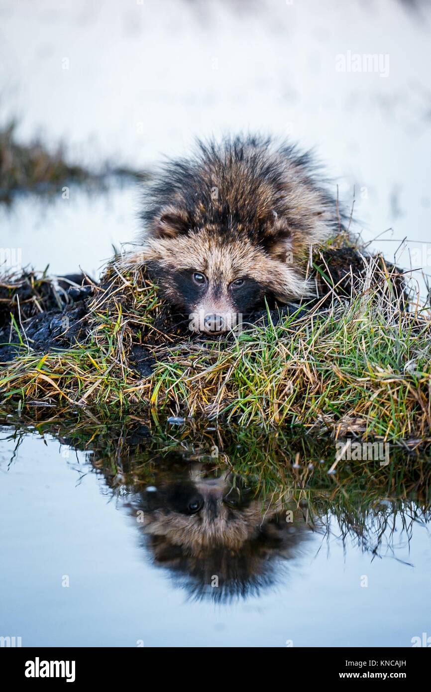 Raccoon Dog (Nyctereutes procyonoides) is.Swimming in the swamp and sitting on a hummock. Stock Photo
