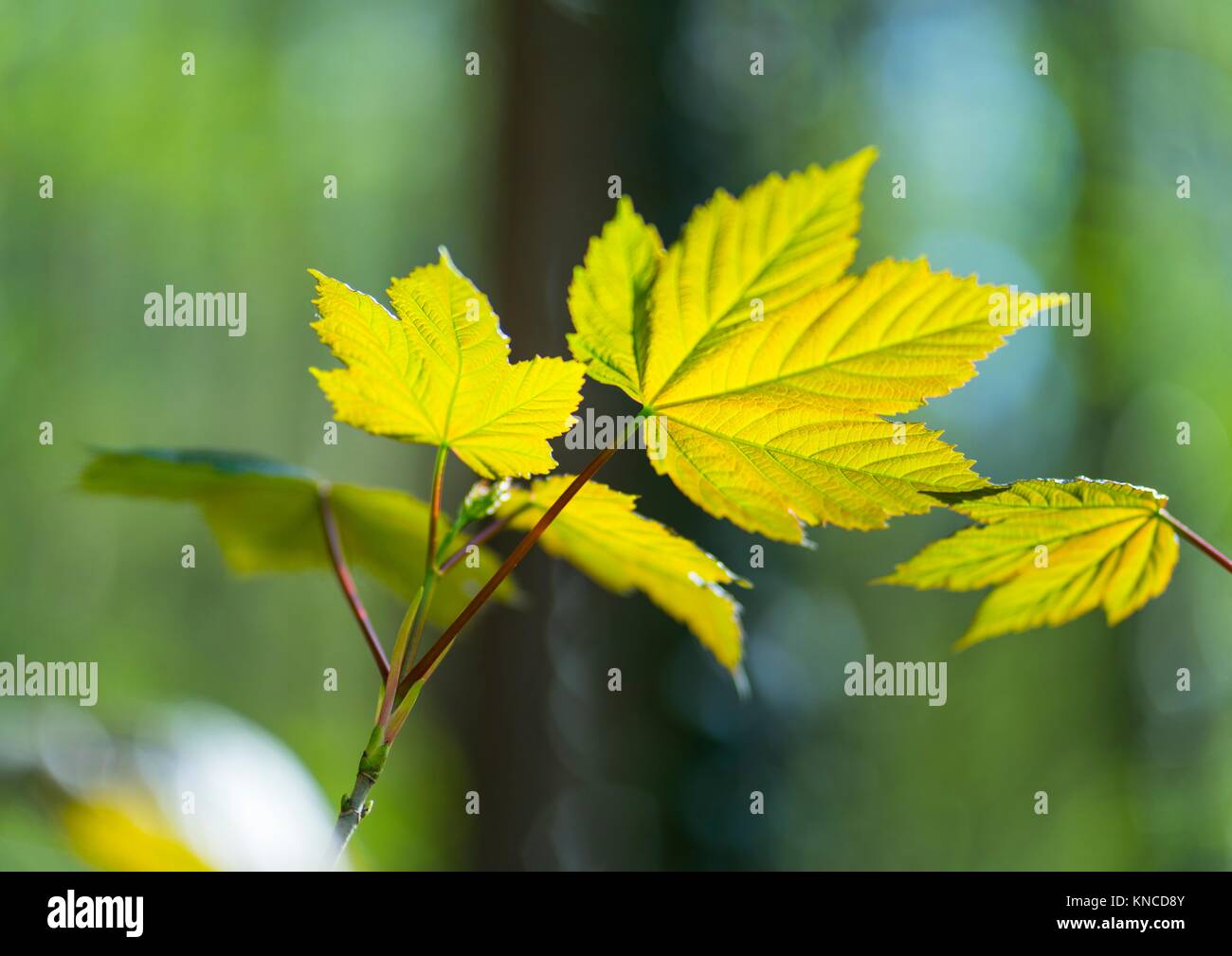 Real Maple Tree Leaf Isolated On White Scanned Stock Photo