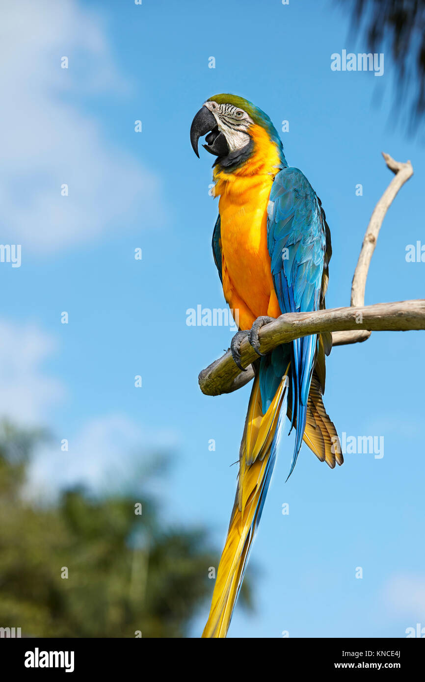The Blue-and-Yellow Macaw (Ara ararauna), also known as the Blue-and-Gold Macaw, perched on a branch. Bali Bird Park, Batubulan, Bali, Indonesia. Stock Photo