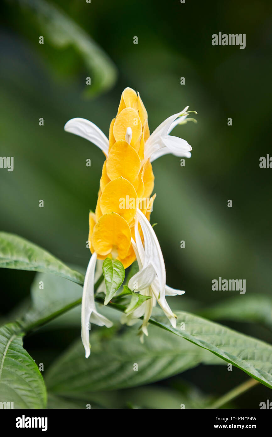 Golden Candle, or Golden Shrimp Flower. Scientific name: Pachystachys lutea. Bali, Indonesia. Stock Photo