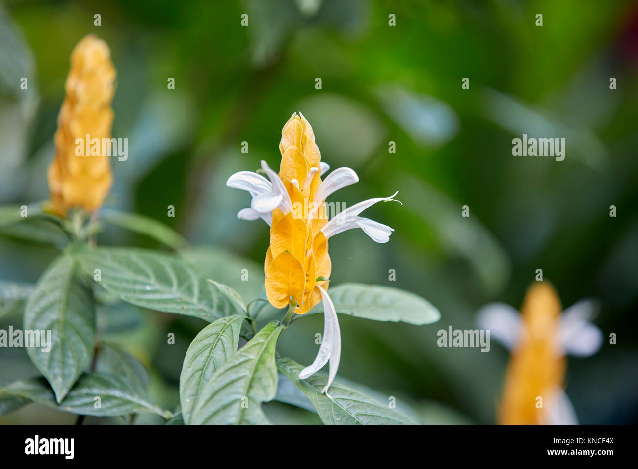 Golden Candle, or Golden Shrimp Flower. Scientific name: Pachystachys lutea. Bali, Indonesia. Stock Photo